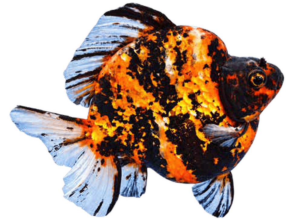goldfish