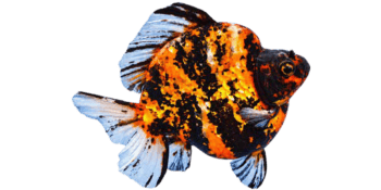 goldfish feature image