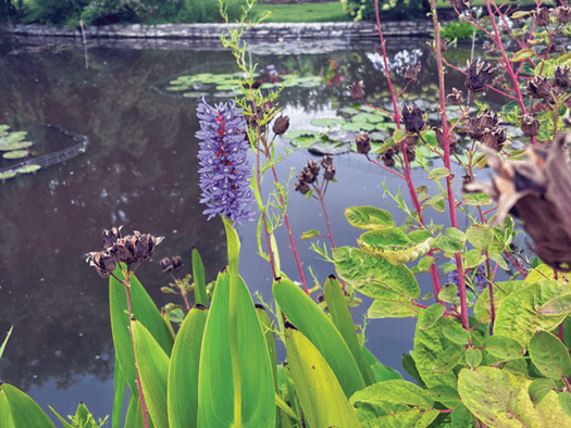 pond at St. Louis Botanical Gardens