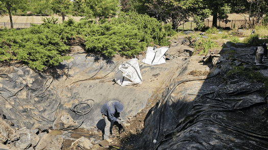 shoreline collapse due to muscrats