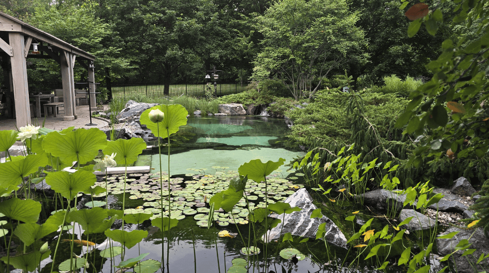 Larry Carnes pond two years after reconstruction