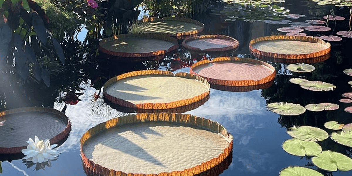 Water Lily Weigh Off