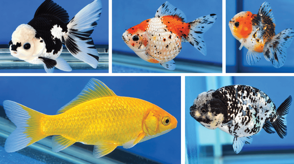 Winners from the Loisville Koi and Golfish Show