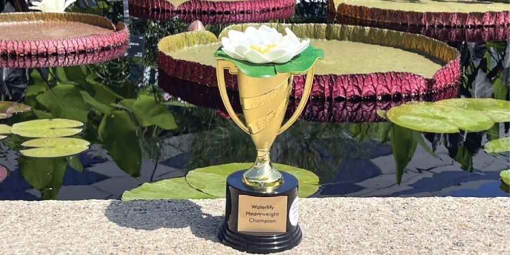 Waterlily Weigh-Off award